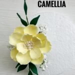 Camellia