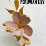 Peruvian Lily